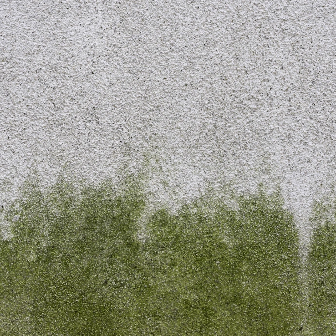 Plaster Sealer &amp; Render Sealer